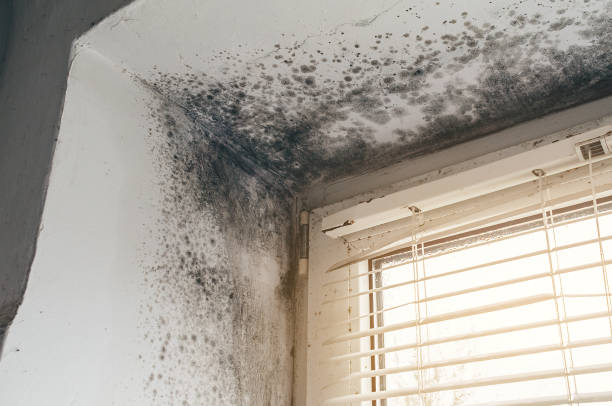 Affordable Mold Cleanup solutions in New Hope, OR