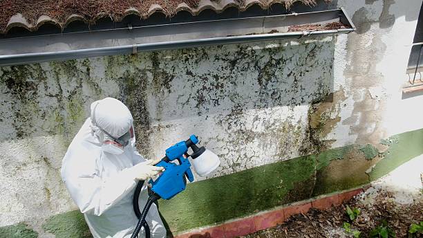 Trusted Attic Mold Removal service in New Hope, OR - Cheap Mold Removal